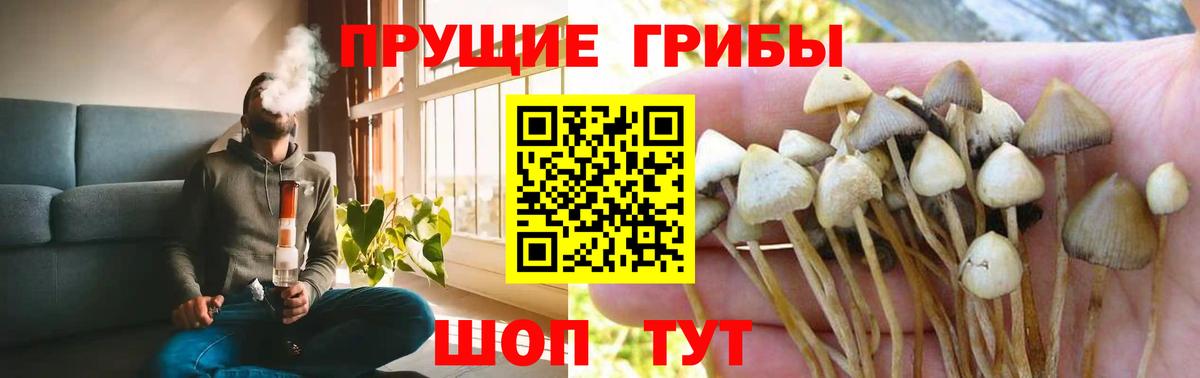 Псилоцибиновые грибы Psilocybine cubensis Омск